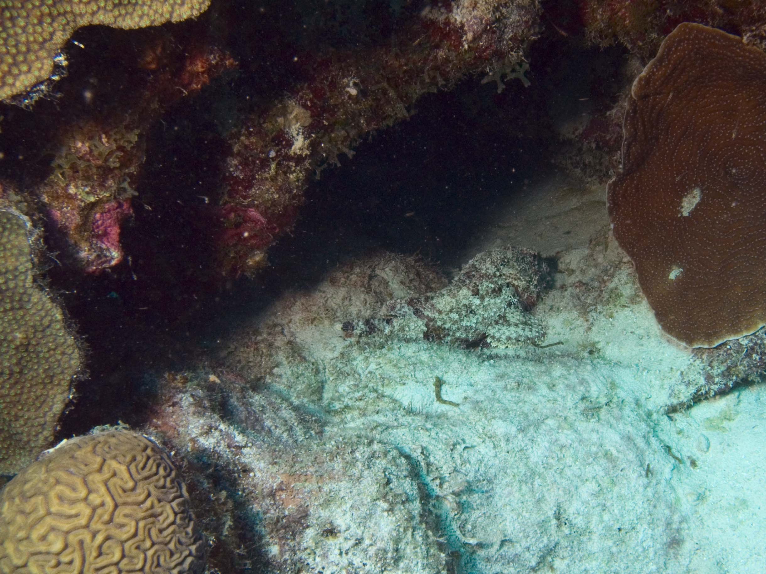 gal/Bonaire 2006/ScorpionfishCropped5x3.jpg